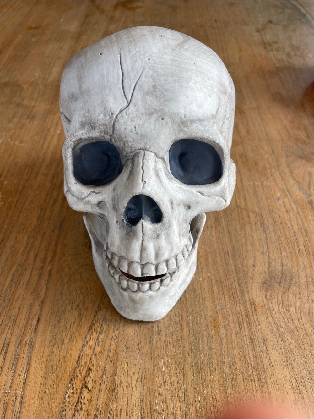 Plastic skull model Halloween decoration